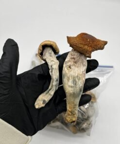 Albino Penis Envy Mushrooms